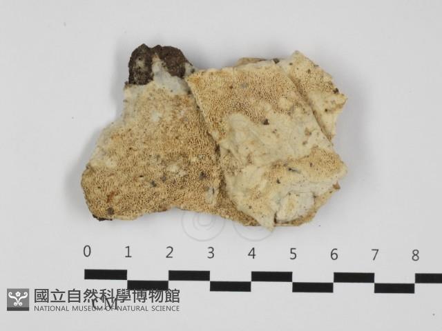 登錄號:F0032430藏品圖，第1張