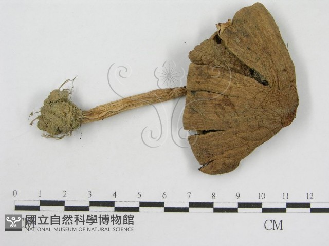 登錄號:F0007430藏品圖，第1張