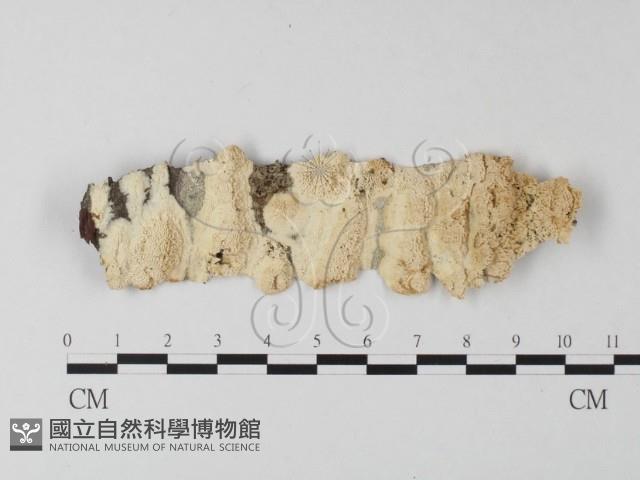 登錄號:F0025430藏品圖，第1張