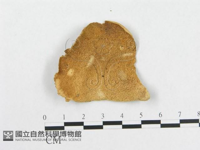 多孔菌屬藏品圖，第1張