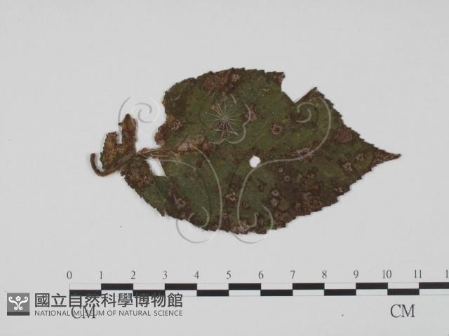 登錄號:F0019430藏品圖，第1張