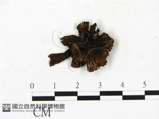 小菇屬藏品圖，第1張