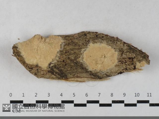 卵孢木齒菌藏品圖，第1張