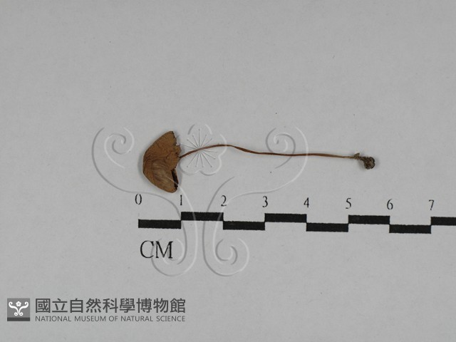 登錄號:F0028730藏品圖，第1張