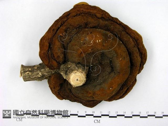 登錄號:F0008730藏品圖，第1張