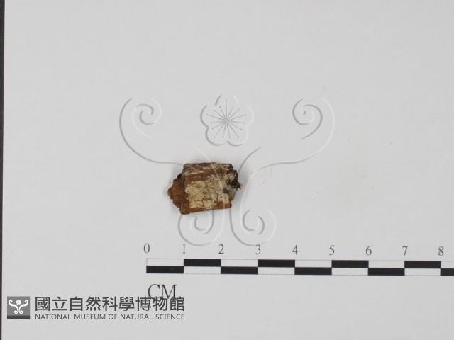 牛樟芝藏品圖，第1張