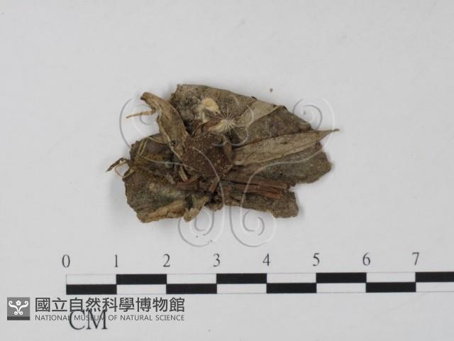 登錄號:F0000730藏品圖，第1張