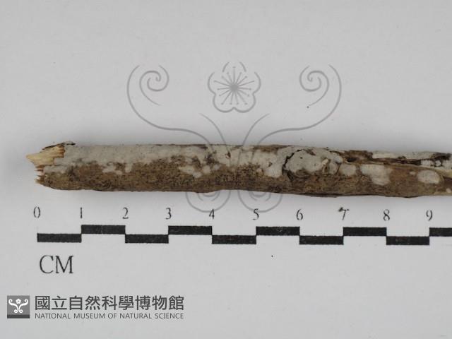 齒耳菌屬藏品圖，第1張