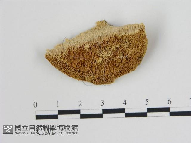 登錄號:F0006730藏品圖，第1張