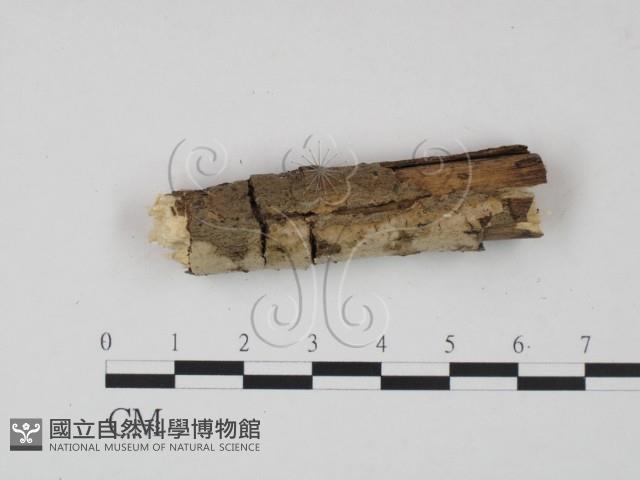 登錄號:F0021730藏品圖，第1張