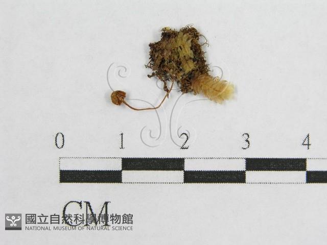 盔孢傘屬藏品圖，第1張