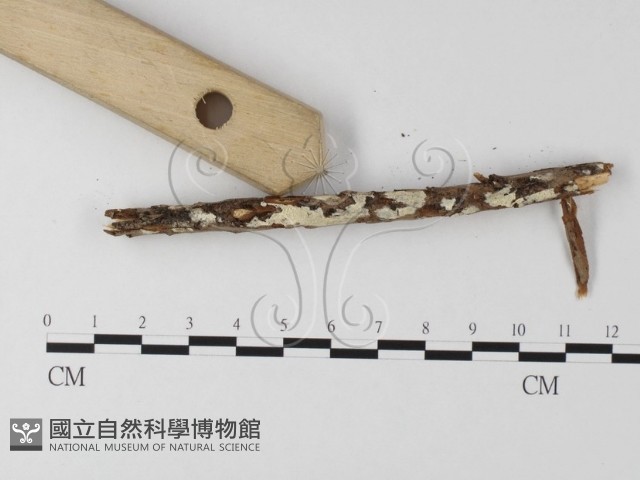 登錄號:F0024730藏品圖，第1張