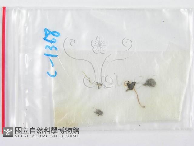鬼傘屬藏品圖，第1張