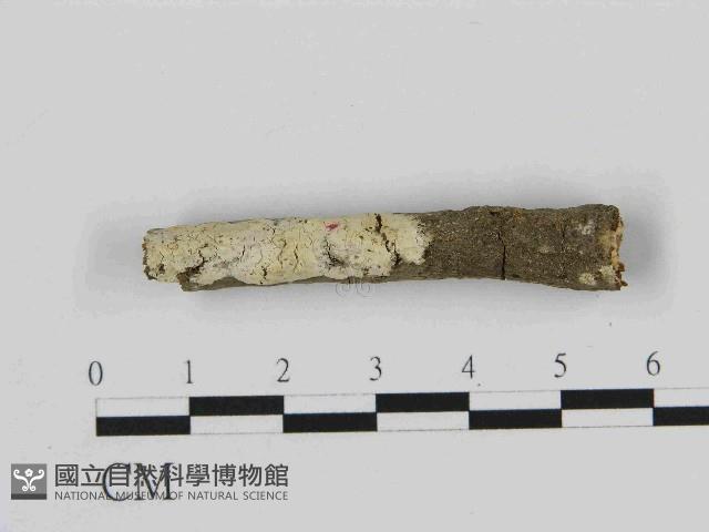 登錄號:F0014730藏品圖，第1張