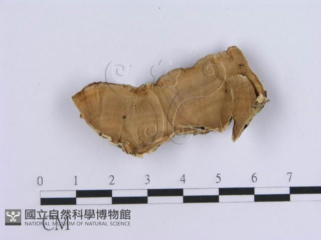 登錄號:F0002730藏品圖，第1張