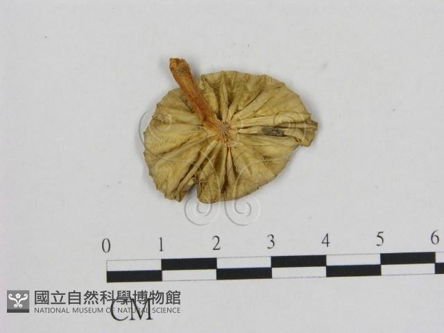 小菇屬藏品圖，第1張