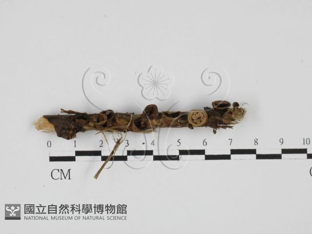 登錄號:F0027730藏品圖，第1張