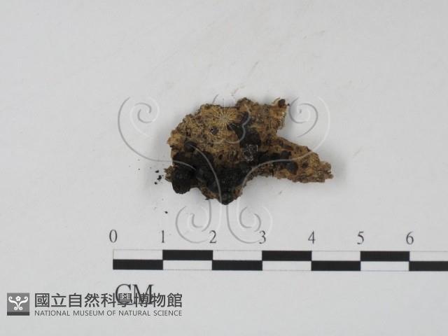 登錄號:F0007730藏品圖，第1張