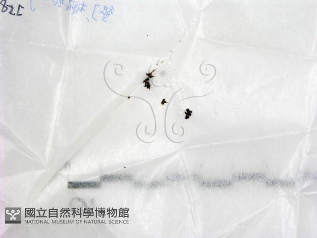 登錄號:F0017730藏品圖，第1張