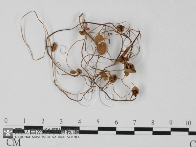 登錄號:F0025730藏品圖，第1張