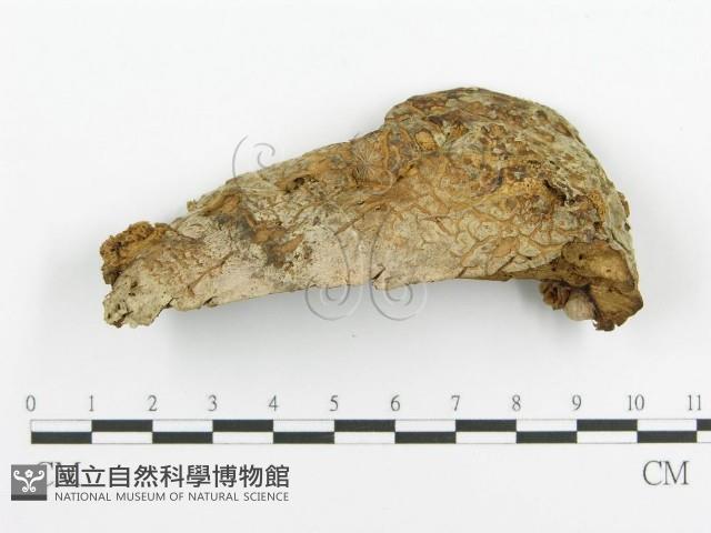 登錄號:F0005730藏品圖，第1張