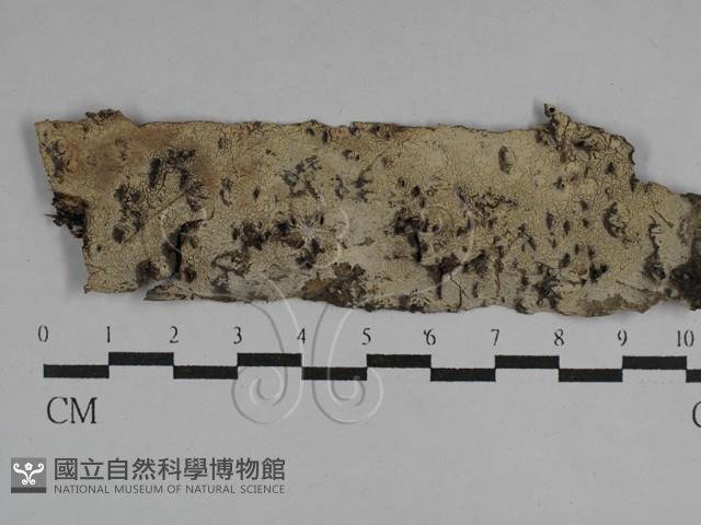 剛毛絲皮菌藏品圖，第1張