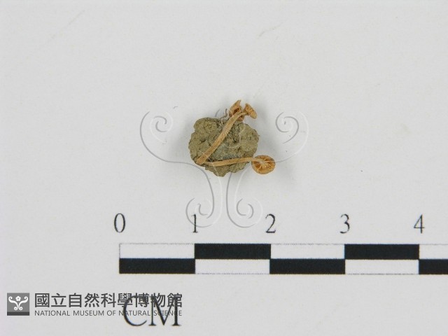 登錄號:F0009730藏品圖，第1張