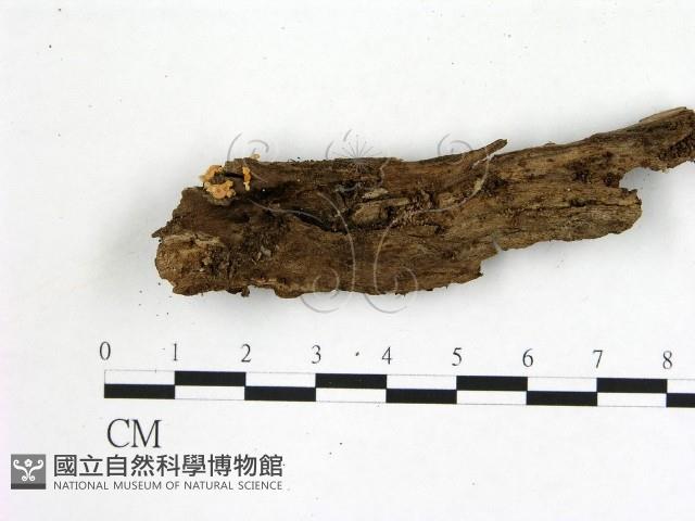 登錄號:F0019730藏品圖，第1張