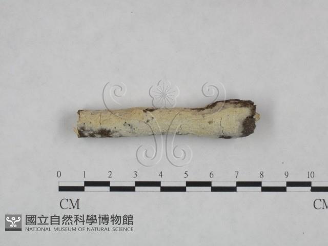 登錄號:F0023730藏品圖，第1張