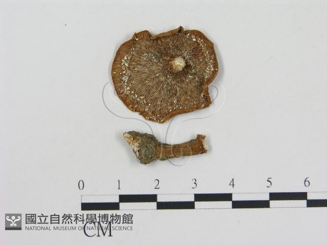 乳菇屬藏品圖，第1張