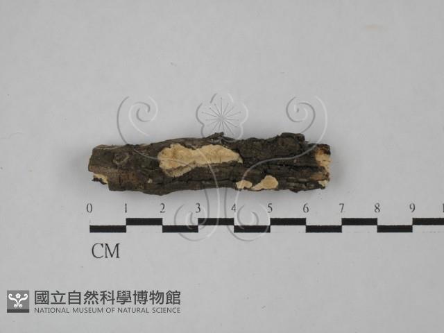 登錄號:F0013730藏品圖，第1張