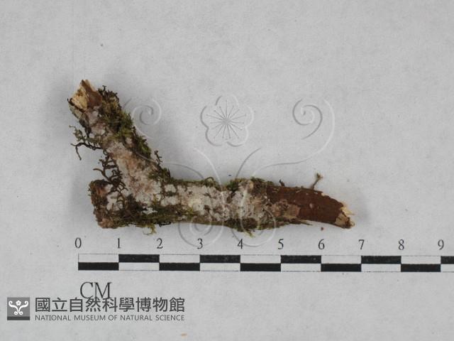 絲齒菌屬藏品圖，第1張