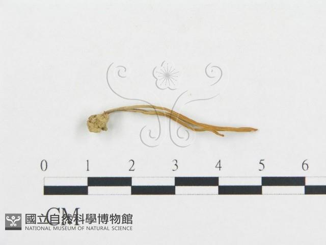 登錄號:F0008530藏品圖，第1張