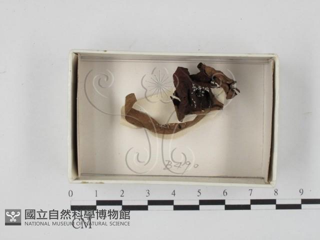 登錄號:F0018530藏品圖，第1張