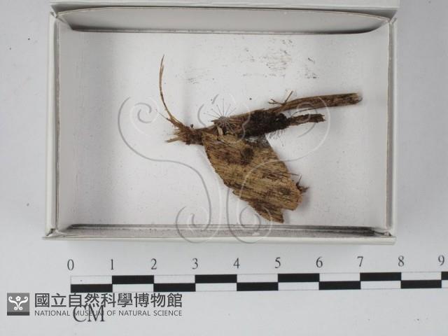 登錄號:F0020530藏品圖，第1張
