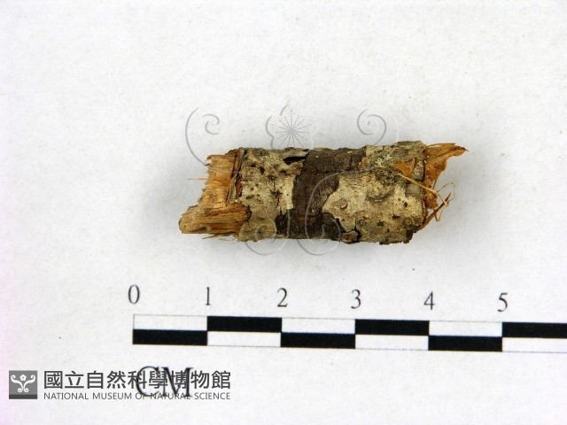登錄號:F0010530藏品圖，第1張