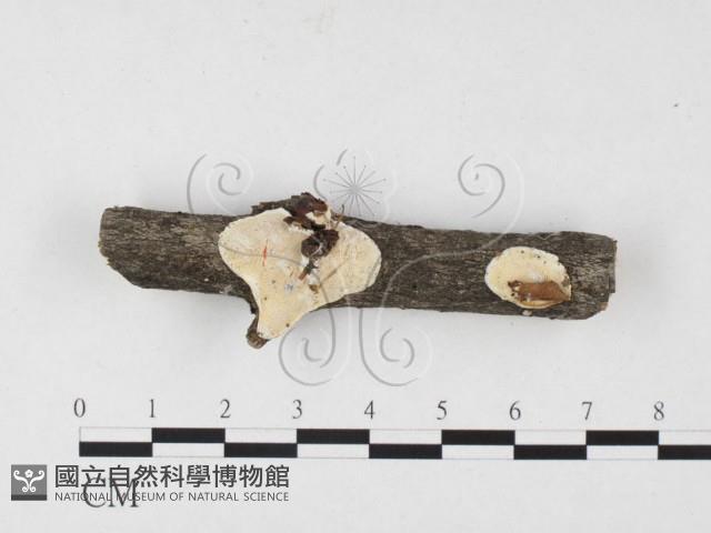 骨皮菌屬藏品圖，第1張