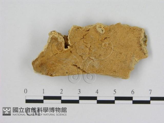 登錄號:F0006530藏品圖，第1張