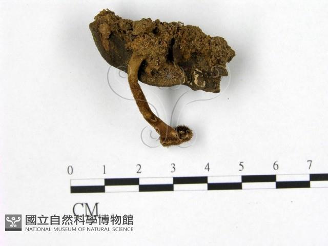 登錄號:F0016530藏品圖，第1張