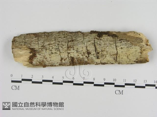 登錄號:F0001530藏品圖，第1張