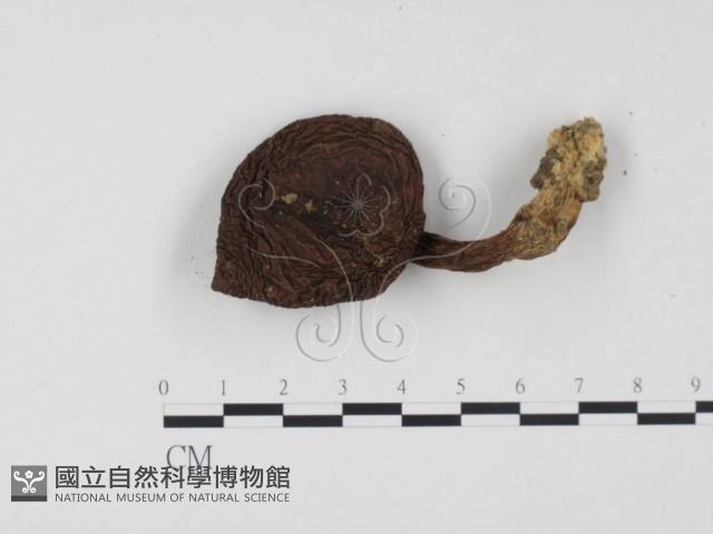登錄號:F0024530藏品圖，第1張