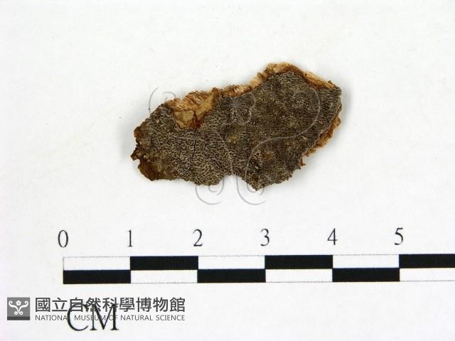 登錄號:F0004530藏品圖，第1張