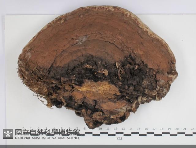 登錄號:F0034530藏品圖，第1張