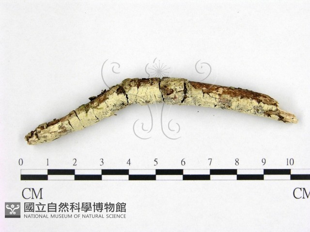 登錄號:F0022530藏品圖，第1張