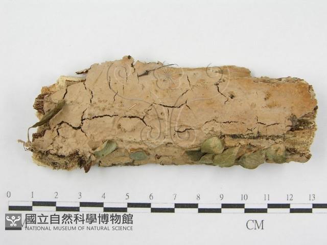 登錄號:F0002530藏品圖，第1張