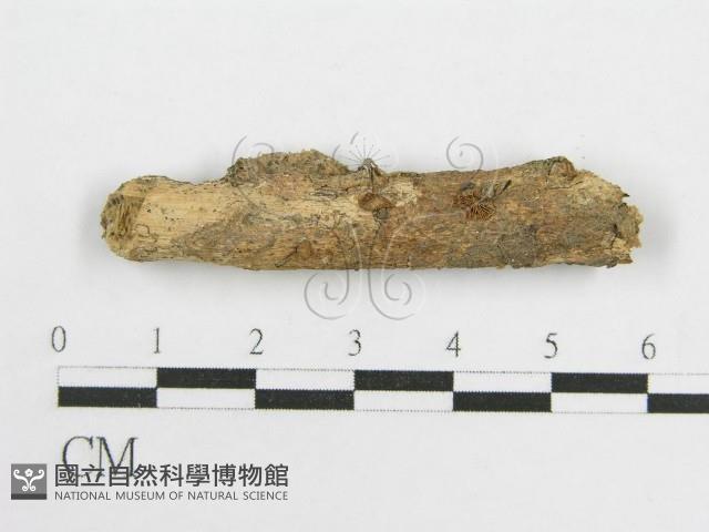 微皮傘屬藏品圖，第1張