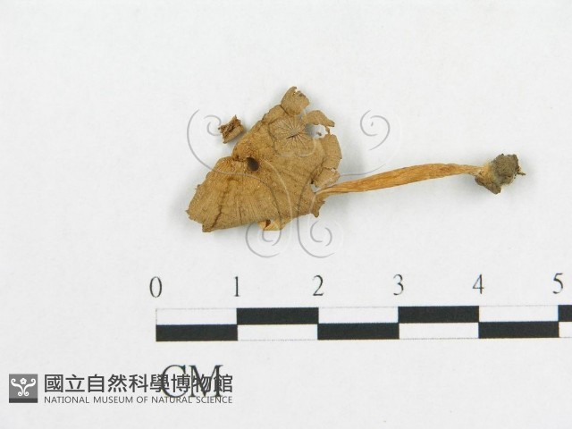 登錄號:F0007530藏品圖，第1張
