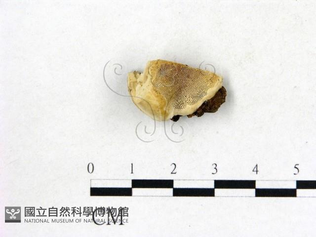 登錄號:F0017530藏品圖，第1張