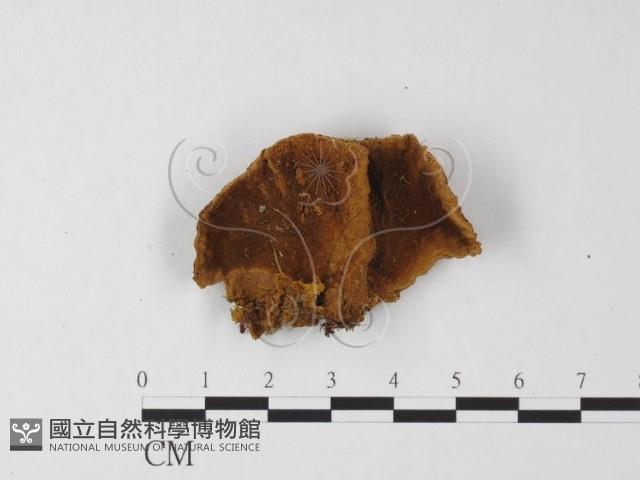 纖孔菌屬藏品圖，第1張