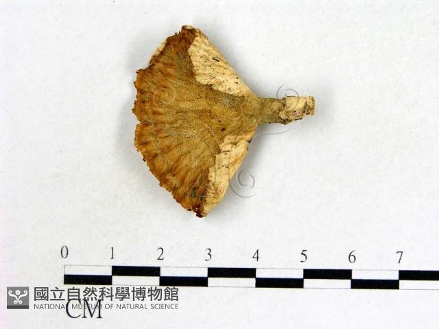 優雅波邊革菌藏品圖，第1張